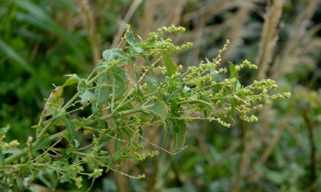 Mercurialis annua